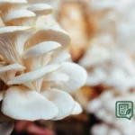 Budidaya Jamur Tiram