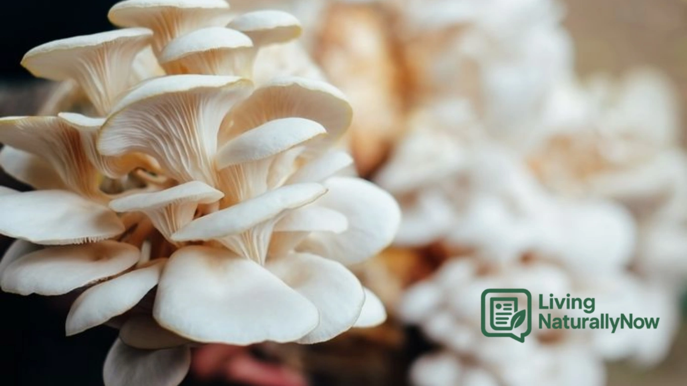 Budidaya Jamur Tiram